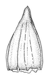Orthotrichum crassifolium subsp. crassifolium, calyptra. Drawn from D.H. Vitt 2316, CHR 556093.
 Image: R.C. Wagstaff © Landcare Research 2017 